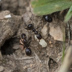 Papyrius nitidus at Michelago, NSW - suppressed