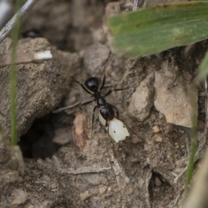 Papyrius nitidus at Michelago, NSW - suppressed