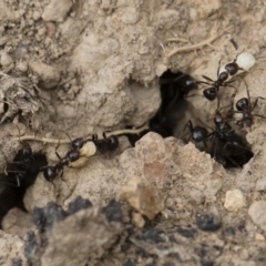 Papyrius nitidus at Michelago, NSW - suppressed