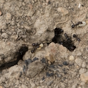 Papyrius nitidus at Michelago, NSW - suppressed