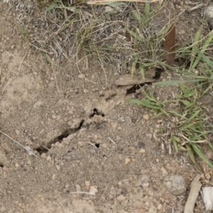 Papyrius nitidus at Michelago, NSW - suppressed