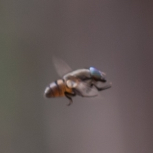 Rhiniidae sp. (family) at Majura, ACT - 5 Sep 2019