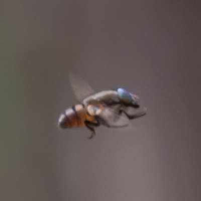 Rhiniidae sp. (family) (Snout fly) at Majura, ACT - 5 Sep 2019 by rawshorty