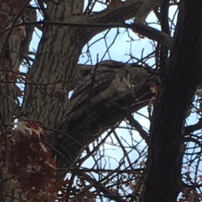 Podargus strigoides (Tawny Frogmouth) at Watson, ACT - 5 Sep 2019 by dawnchorus