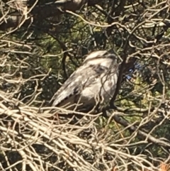 Podargus strigoides at Watson, ACT - 5 Sep 2019 05:23 PM