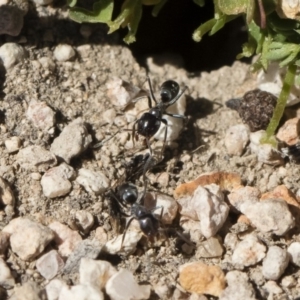 Iridomyrmex sp. (genus) at Michelago, NSW - 3 Nov 2018 09:51 AM