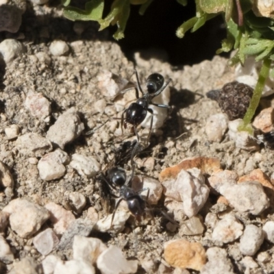 Iridomyrmex sp. (genus) (Ant) at Michelago, NSW - 2 Nov 2018 by Illilanga