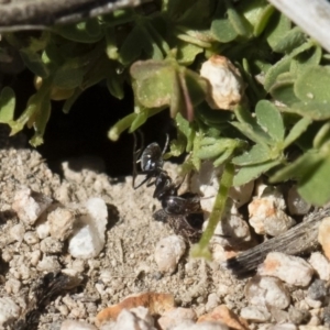 Iridomyrmex sp. (genus) at Michelago, NSW - 3 Nov 2018