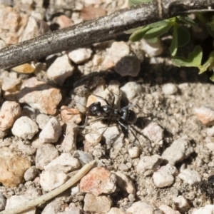 Iridomyrmex sp. (genus) at Michelago, NSW - 3 Nov 2018 09:51 AM