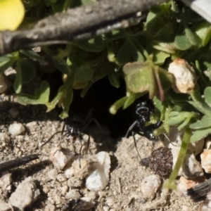 Iridomyrmex sp. (genus) at Michelago, NSW - 3 Nov 2018 09:51 AM