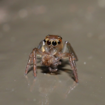 Prostheclina sp (genus) (A jumping spider) at ANBG - 3 Sep 2019 by TimL