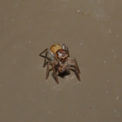 Prostheclina sp (genus) at Acton, ACT - 3 Sep 2019 02:14 PM