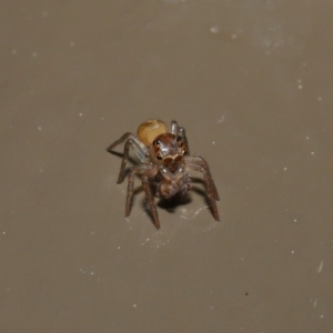 Prostheclina sp (genus) at Acton, ACT - 3 Sep 2019 02:14 PM