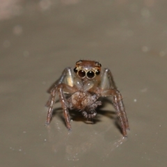 Prostheclina sp (genus) at Acton, ACT - 3 Sep 2019 02:14 PM