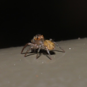 Prostheclina sp (genus) at Acton, ACT - 3 Sep 2019 02:14 PM