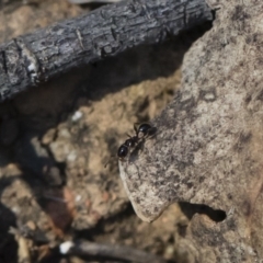 Monomorium sp. (genus) (A Monomorium ant) at Illilanga & Baroona - 2 Nov 2018 by Illilanga