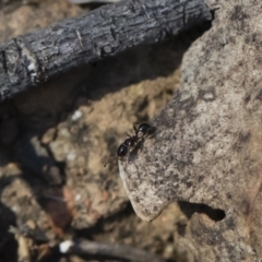 Monomorium sp. (genus) (A Monomorium ant) at Michelago, NSW - 3 Nov 2018 by Illilanga