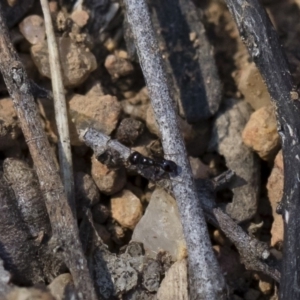 Monomorium sp. (genus) at Michelago, NSW - 3 Nov 2018 09:32 AM