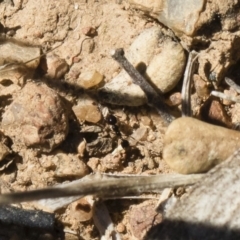 Monomorium sp. (genus) at Michelago, NSW - 3 Nov 2018 09:32 AM