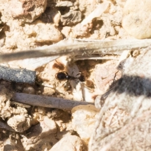 Monomorium sp. (genus) at Michelago, NSW - 3 Nov 2018