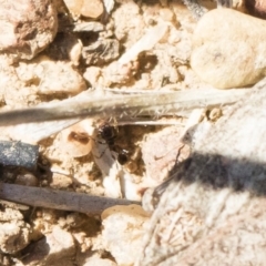 Monomorium sp. (genus) at Michelago, NSW - 3 Nov 2018
