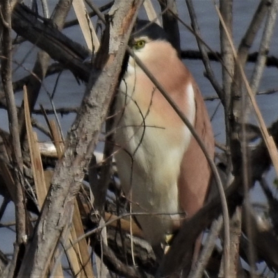 Nycticorax caledonicus (Nankeen Night-Heron) at Jerrabomberra Wetlands - 5 Sep 2019 by JohnBundock