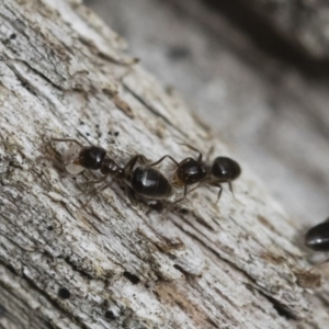 Technomyrmex sp. (genus) at Michelago, NSW - 16 Dec 2018 03:36 PM