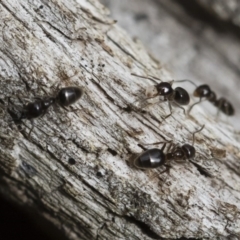 Technomyrmex sp. (genus) at Michelago, NSW - 16 Dec 2018 03:36 PM