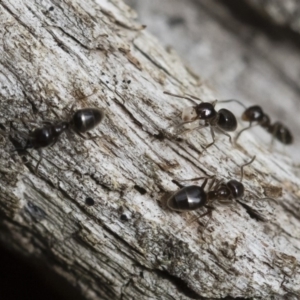 Technomyrmex sp. (genus) at Michelago, NSW - 16 Dec 2018