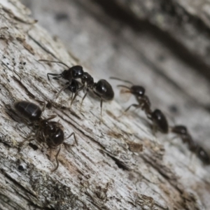 Technomyrmex sp. (genus) at Michelago, NSW - 16 Dec 2018 03:36 PM