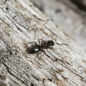 Technomyrmex sp. (genus) at Michelago, NSW - 16 Dec 2018