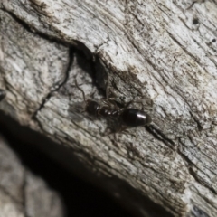 Technomyrmex sp. (genus) at Michelago, NSW - 16 Dec 2018 03:36 PM