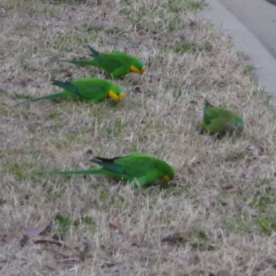 Polytelis swainsonii (Superb Parrot) at Higgins, ACT - 5 Sep 2019 by pinnaCLE