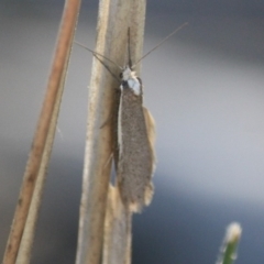 Philobota thiogramma at Red Hill Nature Reserve - 4 Sep 2019 by LisaH