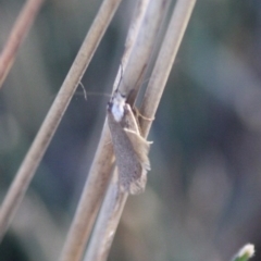 Philobota thiogramma at Deakin, ACT - 4 Sep 2019 10:04 AM