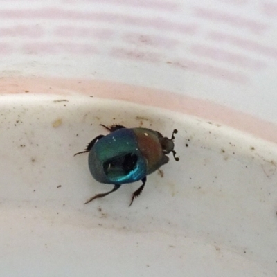 Saprinus (Saprinus) sp. (genus & subgenus) (Metallic hister beetle) at Isaacs, ACT - 2 Sep 2019 by galah681