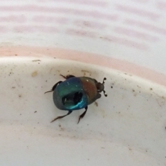 Saprinus (Saprinus) sp. (genus & subgenus) (Metallic hister beetle) at Isaacs, ACT - 1 Sep 2019 by galah681