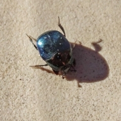 Saprinus (Saprinus) sp. (genus & subgenus) at Isaacs, ACT - 2 Sep 2019