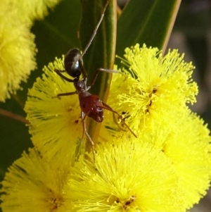 Iridomyrmex purpureus at Molonglo Valley, ACT - 5 Sep 2019