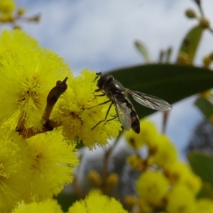 Melangyna viridiceps at Molonglo Valley, ACT - 5 Sep 2019