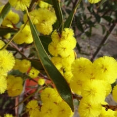 Acacia pycnantha (Golden Wattle) at Molonglo Valley, ACT - 5 Sep 2019 by galah681