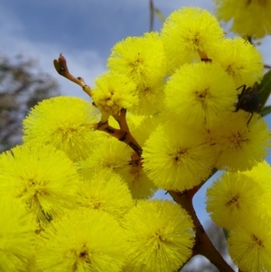 Acacia pycnantha at Molonglo Valley, ACT - 5 Sep 2019