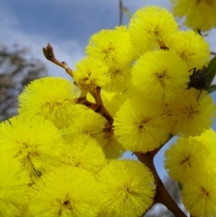 Acacia pycnantha at Molonglo Valley, ACT - 5 Sep 2019