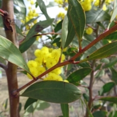 Acacia pycnantha at Molonglo Valley, ACT - 5 Sep 2019