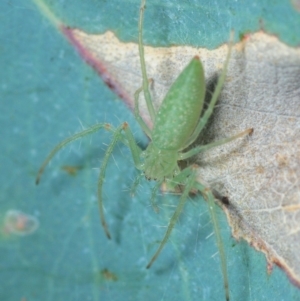 Araneus talipedatus at Hall, ACT - 1 Sep 2019 10:37 AM