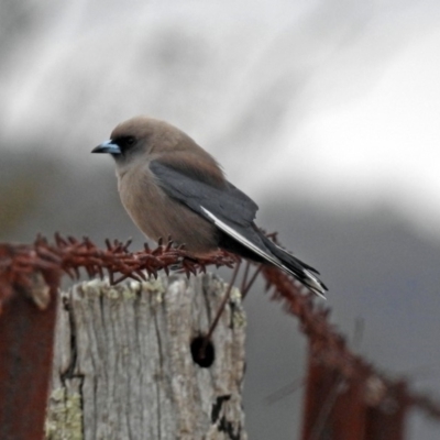 Artamus cyanopterus (Dusky Woodswallow) at Paddys River, ACT - 5 Sep 2019 by RodDeb