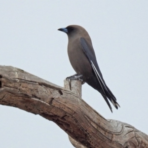 Artamus cyanopterus at Paddys River, ACT - 5 Sep 2019