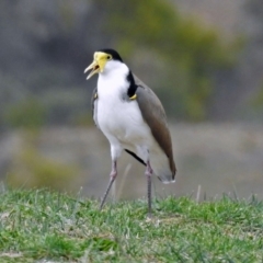 Vanellus miles (Masked Lapwing) at Paddys River, ACT - 5 Sep 2019 by RodDeb