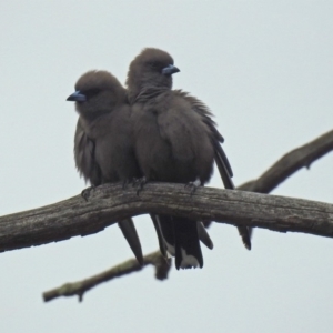 Artamus cyanopterus at Tennent, ACT - 5 Sep 2019