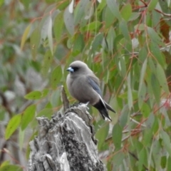 Artamus cyanopterus at Tennent, ACT - 5 Sep 2019